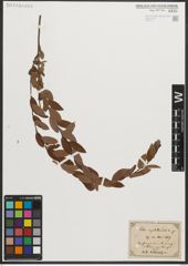 Foto von Salix myrtilloides L.